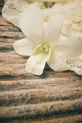 White orchid flower