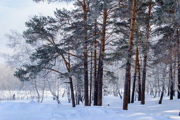 Fototapeta premium Birch and pine forest