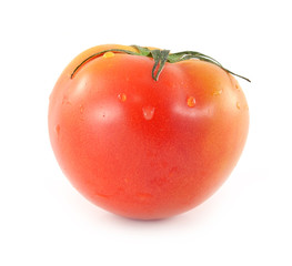 tomato on white background