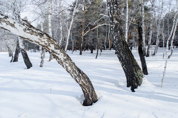 Birch and pine forest