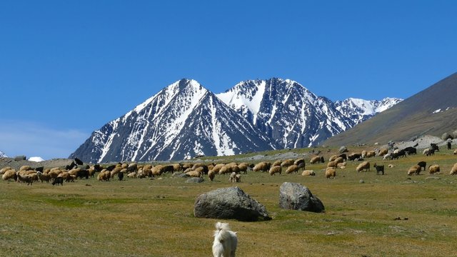 flock of sheep and dog on mountain pasture on snow peaks background , 4k

