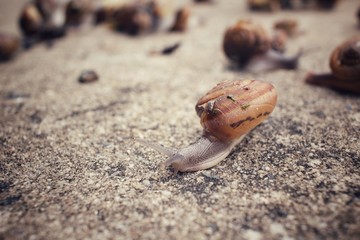 Snail