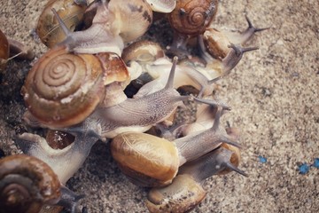 Snail