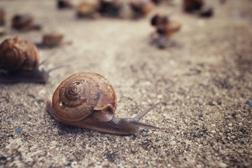 Snail