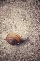Snail