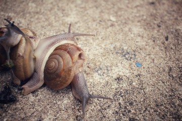 Snail