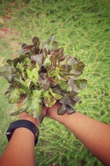 Hands with oak leaf lettuce