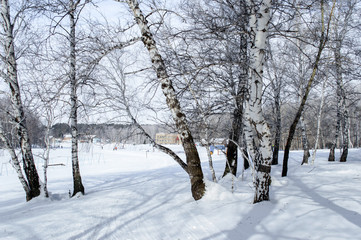 Birch and pine forest