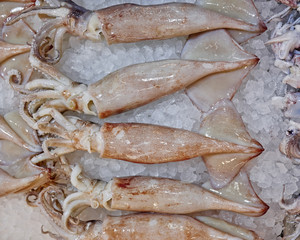 fresh squids close up at the central market