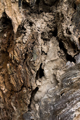 Close up of wood texture