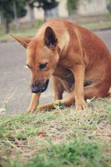 Dog eating in the park