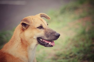 Dog looking in the park