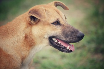 Dog looking in the park