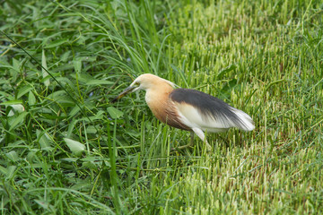  Javan Pond heron (Ardeola speciosa)