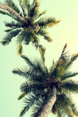 Fototapeta na wymiar Vintage nature background of coconut palm tree on tropical beach blue sky with sunlight of morning in summer, instagram filter