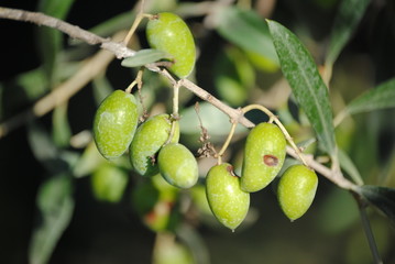 olive