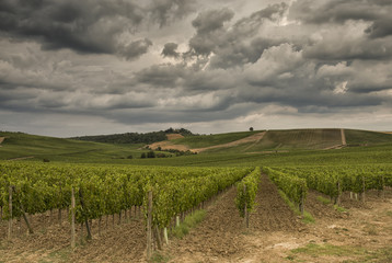 Fototapeta na wymiar Vineyards in Tuscany