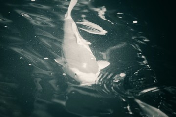 Obraz premium Vintage koi