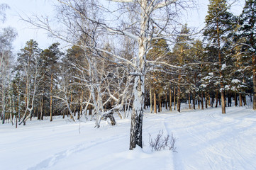 Birch and pine forest
