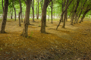 Obraz premium Beautiful forest