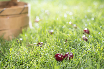 Morello Cherries in basket on green meadow