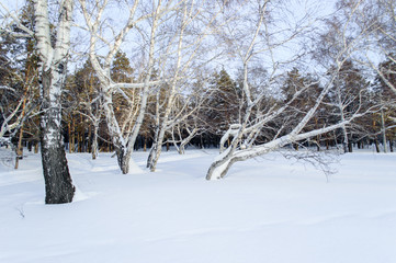 Fototapeta premium Birch and pine forest
