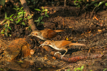 Large Scimitar Babbler