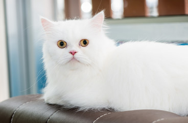 White Persian Cat set on sofa.
