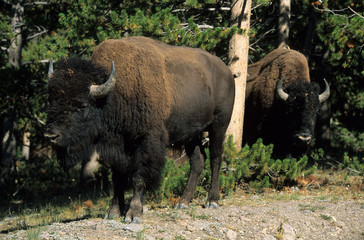 Bison d'Amerique, bison bison, Parc national du Yellowstone, Etas unis 