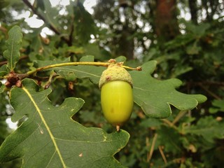 Eichel am Baum