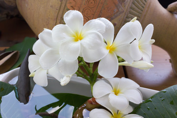 Obraz na płótnie Canvas beautiful white flower plumeria on vintage style background 