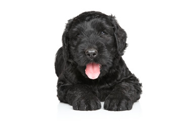 Black Russian terrier puppy