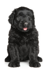 Black Russian terrier puppy