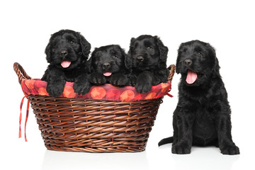 Black Russian terrier puppies