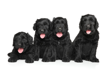 Black Russian terrier puppies
