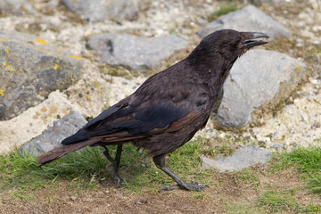 Black Crow