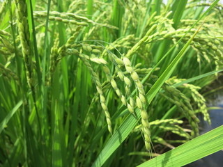 Fototapeta na wymiar 稲　a rice plant　４