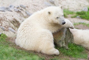 Fototapeta premium Young polarbear resting