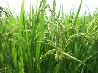 Obraz premium 稲 a rice plant ３