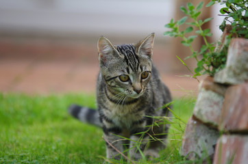 Obraz premium Eine einzelne Hauskatze im Garten