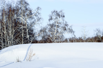 Birch and pine forest