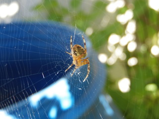 araignée sur sa toile © coco1664
