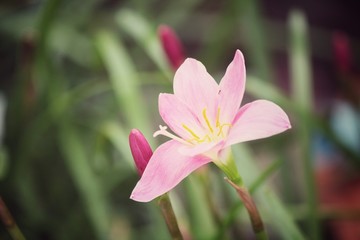 Fototapeta premium Pink flower