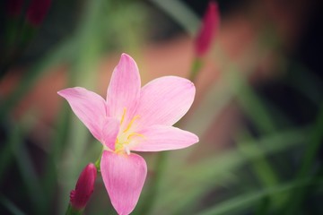Pink flower