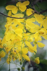  Golden shower tree