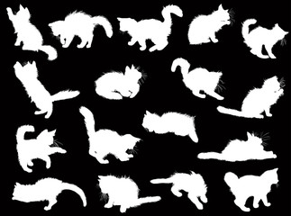 seventeen white cats on black