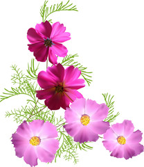 bunch of five pink isolated flowers illustration