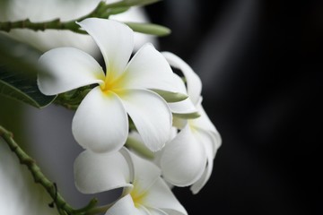 Plakat White frangipani flower on tree