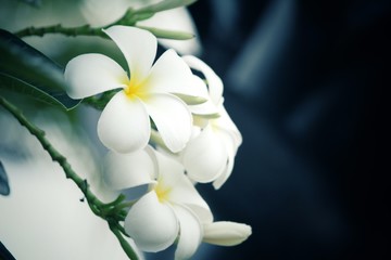 White frangipani flower on tree