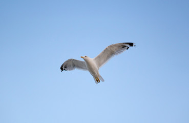 Young seagull flying in blue sky